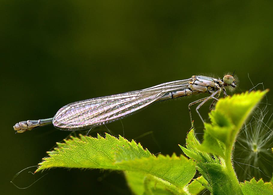 insect, invertebrate, animal wildlife, animals in the wild HD wallpaper