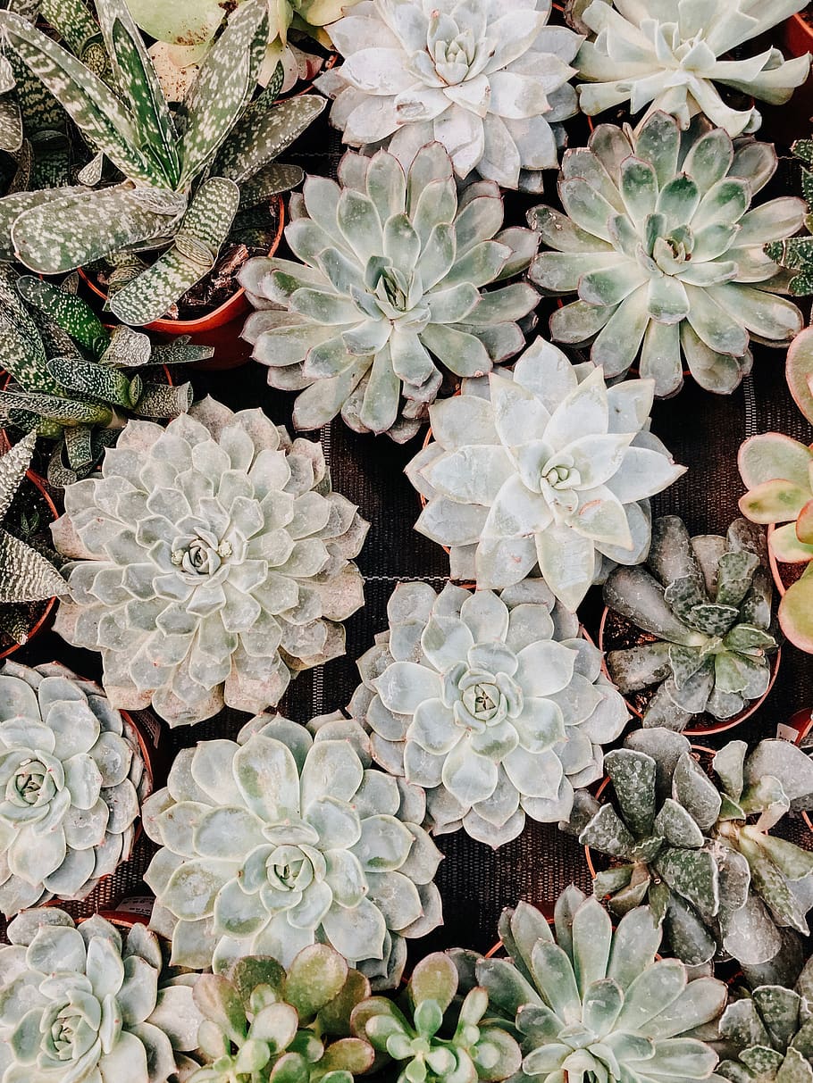 plant, pattern, cactus, greenhouse, succulent, k, kaktus, pottery HD wallpaper