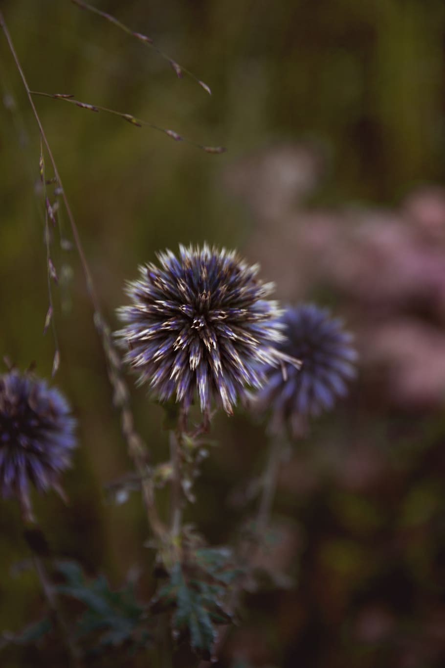 flower, macro, nature, blossom, bloom, plant, garden, summer HD wallpaper