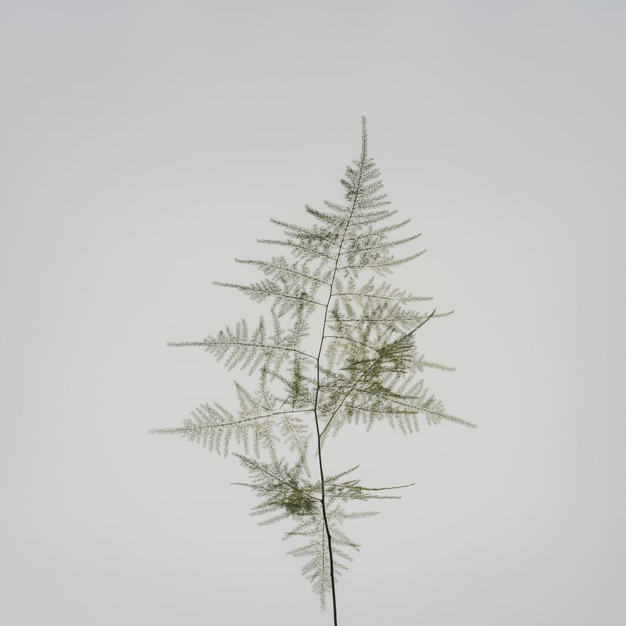 green leaf, plant, tree, conifer, larch, abies, fir, ornament HD wallpaper