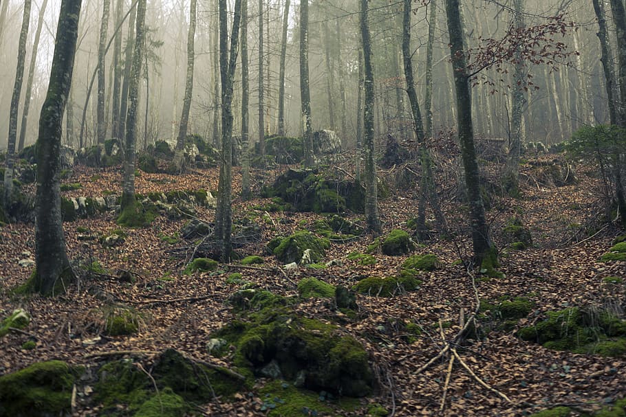 Green Leaf Trees, countryside, day, daylight, environment, fog HD wallpaper