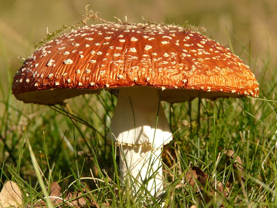 Brown and White Mushroom on Green Grass at Daytime, close-up HD wallpaper
