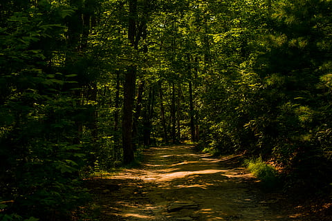 trees, forrest, landscape, nature, forest, plant, tranquility HD wallpaper