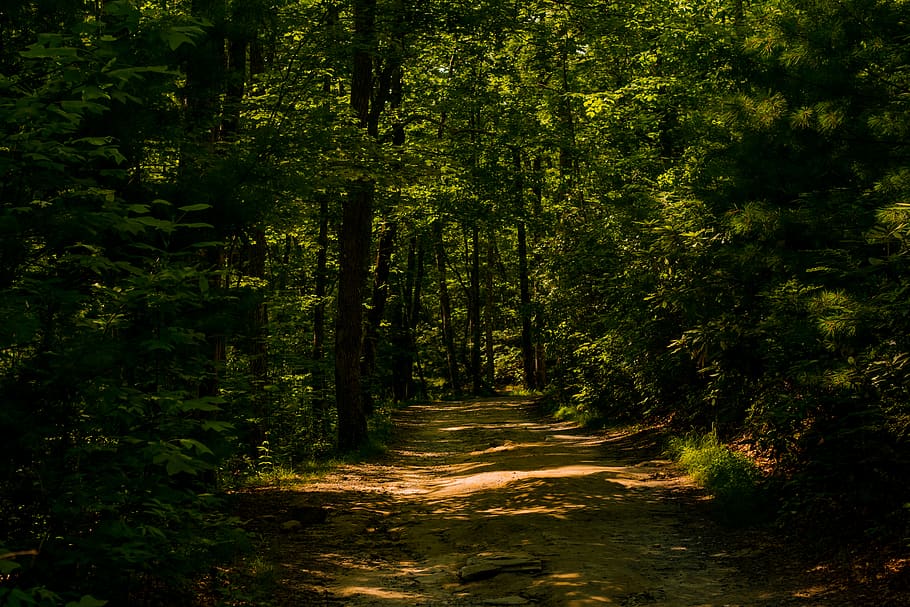 trees, forrest, landscape, nature, forest, plant, tranquility HD wallpaper