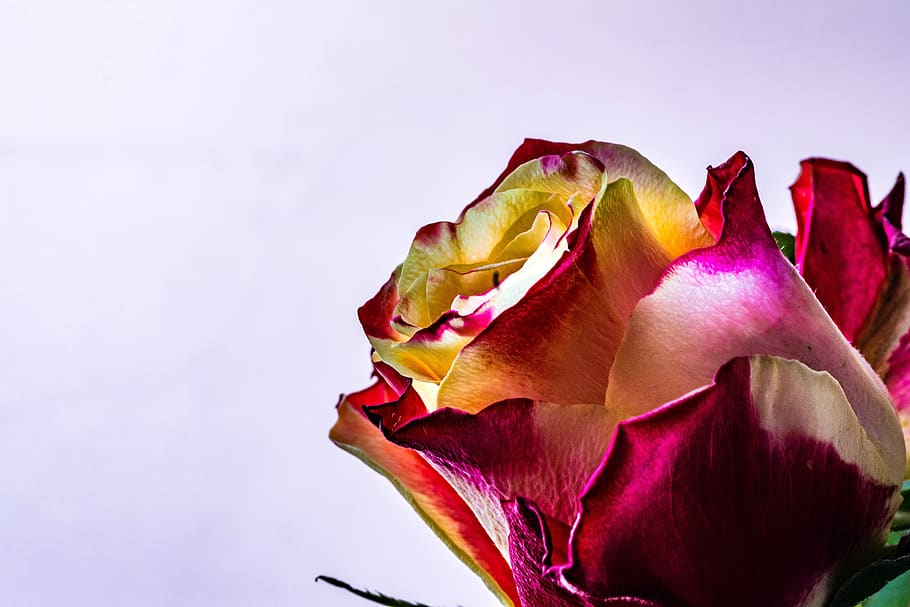 rose, flower, orange, tea, dwubarwna, red, the background, desktop HD wallpaper