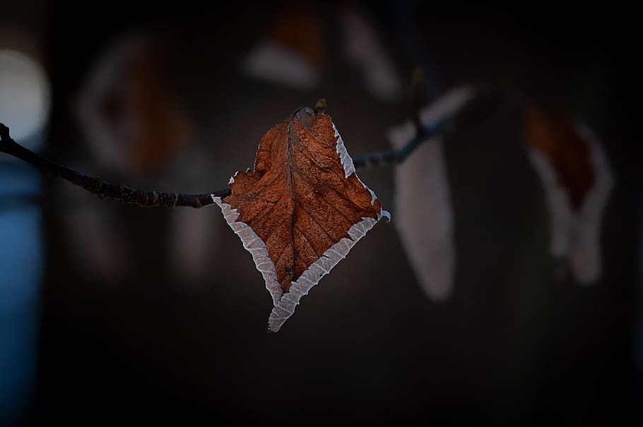 leaf, dry, autumn, winter, tree leaf, brown, arid, nature, close up HD wallpaper