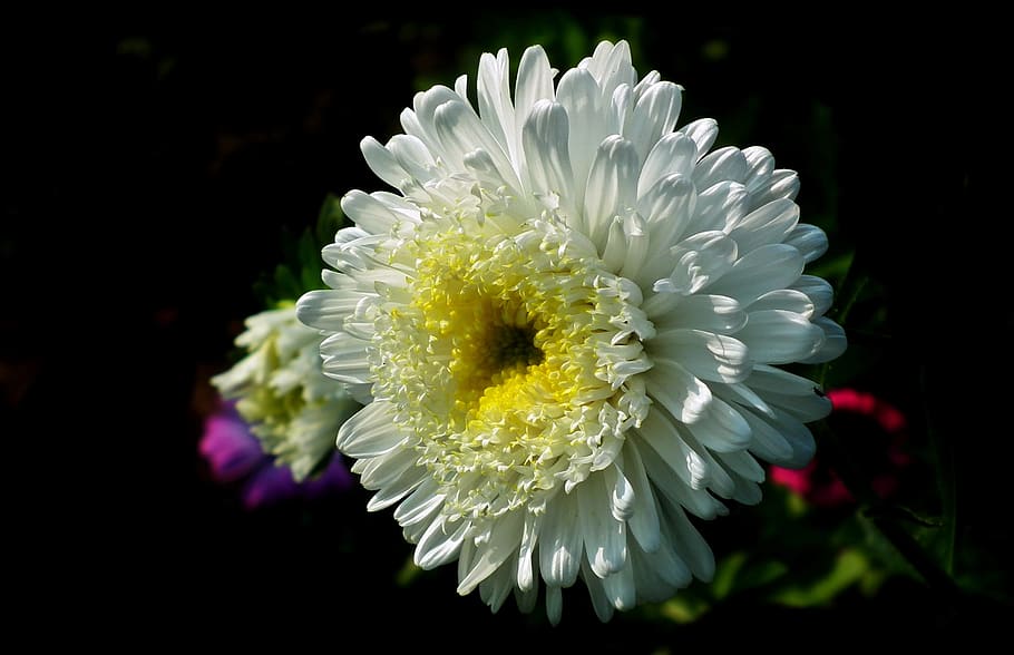 flower, aster, white, garden, nature, summer, the petals, closeup HD wallpaper