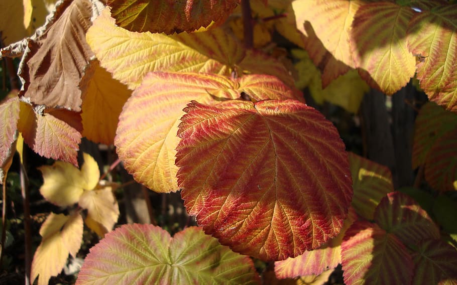 flora, fauna, macro, bokeh, leaf, plant part, close-up, autumn HD wallpaper