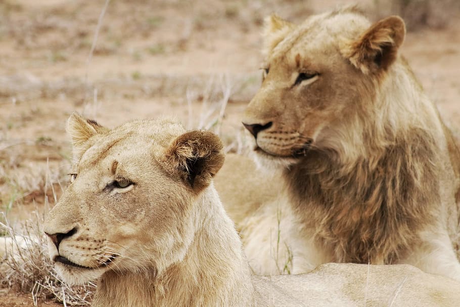 two beige lioness, lion - feline, mammal, cat, animal, animal themes HD wallpaper