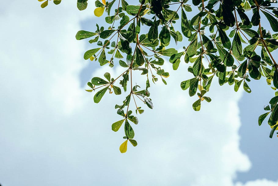 nature, trees, plants, leaves, sky, clouds, green, plant part HD wallpaper