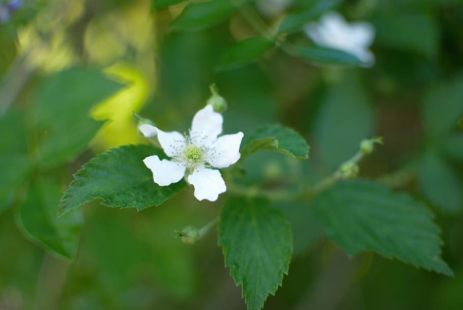 flowwer, white, blur, leaves, thorns, bush, stem, pollen, center HD wallpaper