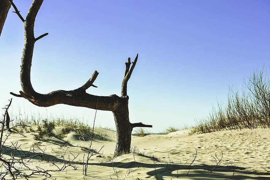 pine, beach, dunes, sand, tree, branch, bench, natural, wildlife HD wallpaper