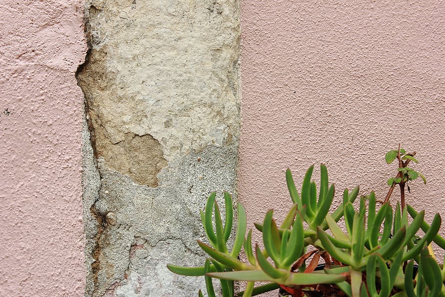 green succulents, plant, growth, wall - building feature, built structure HD wallpaper