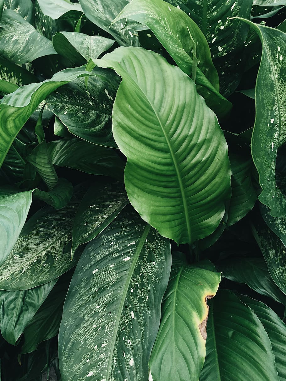 leaf, plant part, green color, growth, no people, full frame HD wallpaper