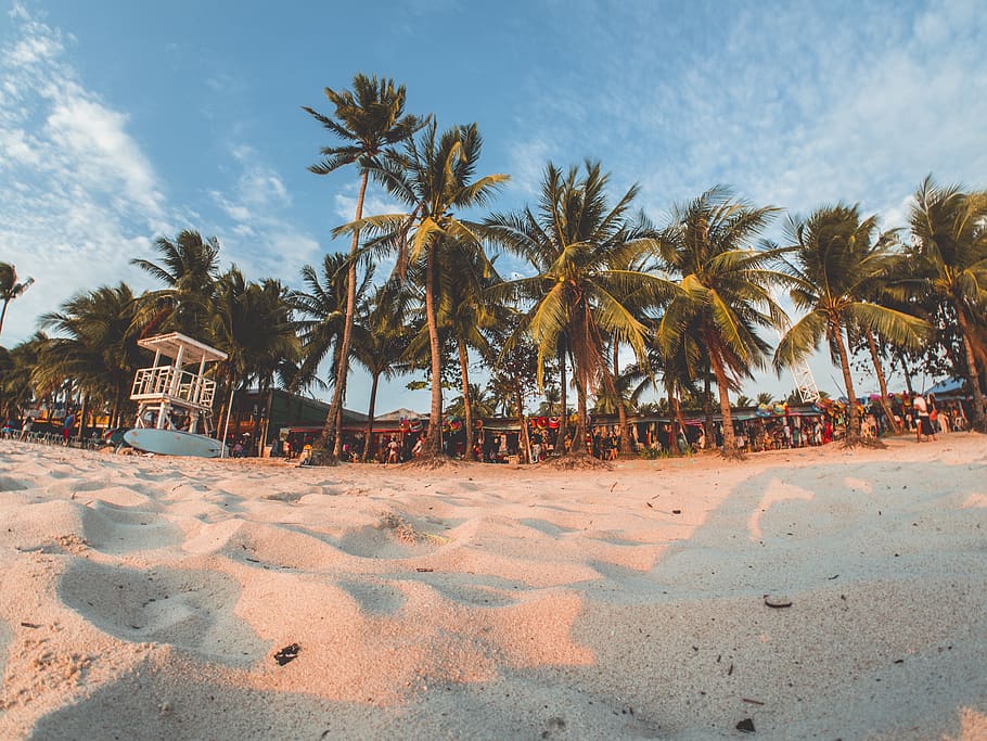 green coconut trees under by cirrus clouds, palm tree, tropical climate HD wallpaper