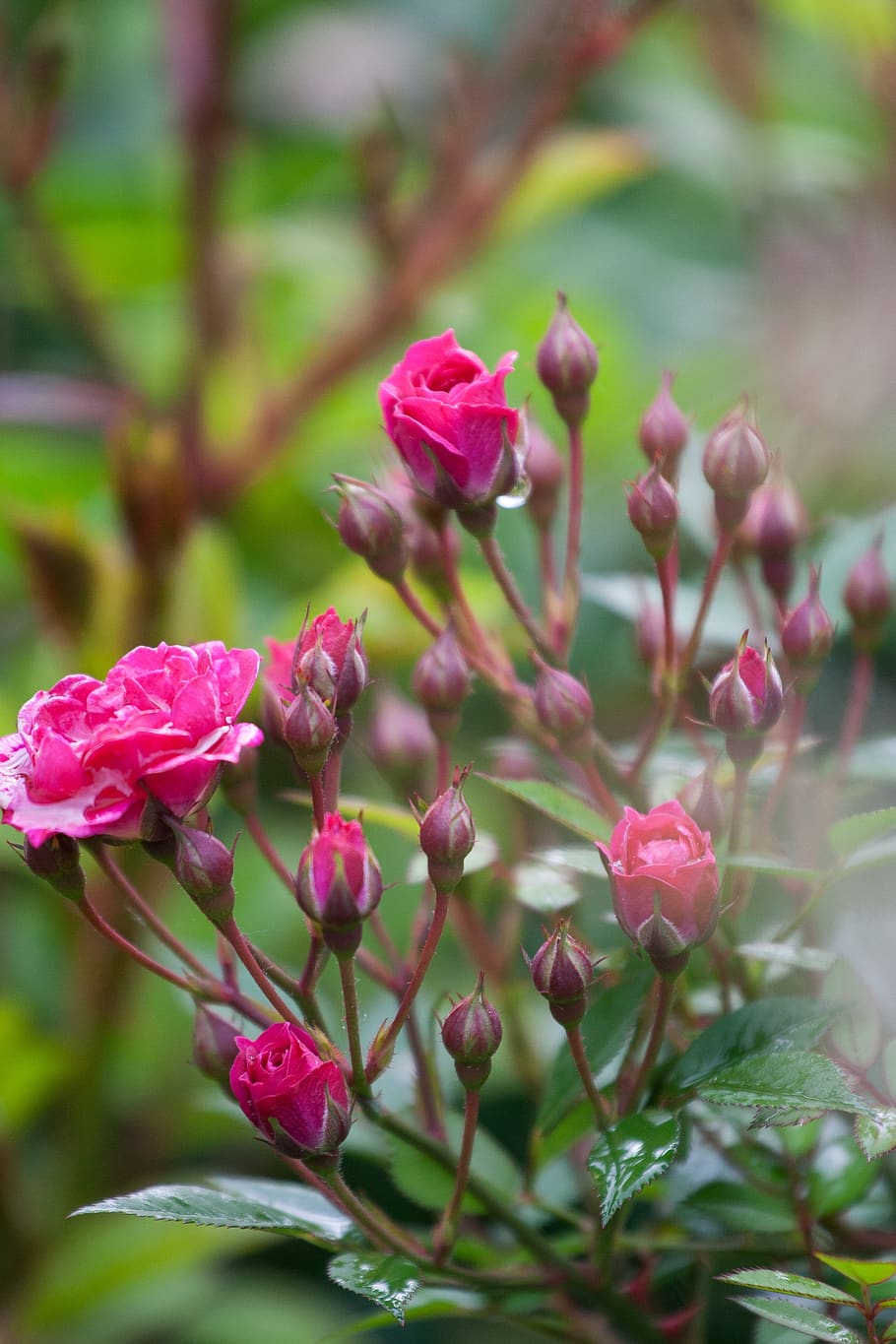 flowers, roses, spring, nature, pink, romantic, flora, beauty HD wallpaper