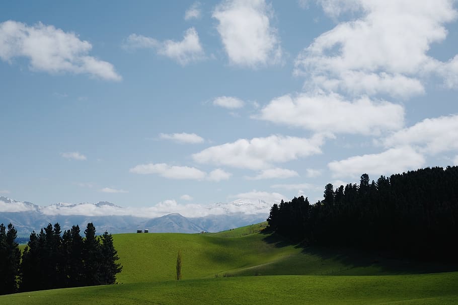 pine trees under white and blue sky, plant, cloud - sky, beauty in nature HD wallpaper
