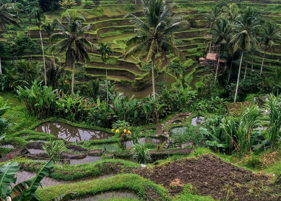 crop field, vegetation, plant, nature, outdoors, grassland, jungle HD wallpaper