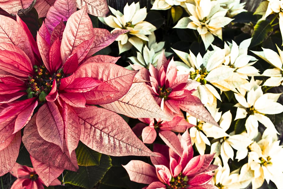 sweden, linköping, flowering plant, fragility, vulnerability HD wallpaper