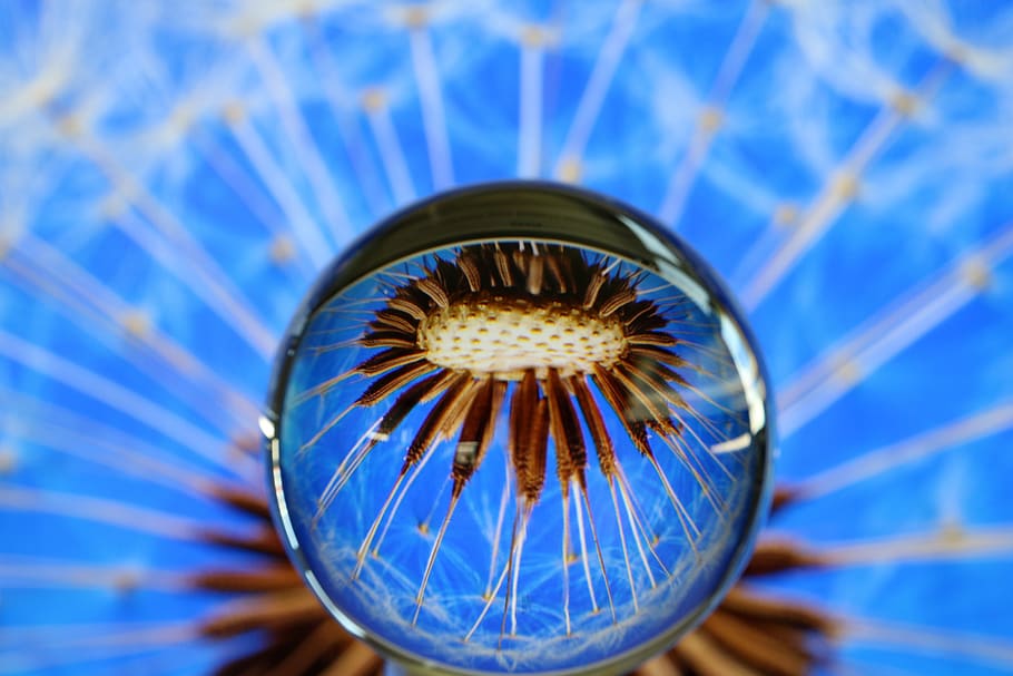 glass, light, district, seeds, upside down, blue, close-up HD wallpaper