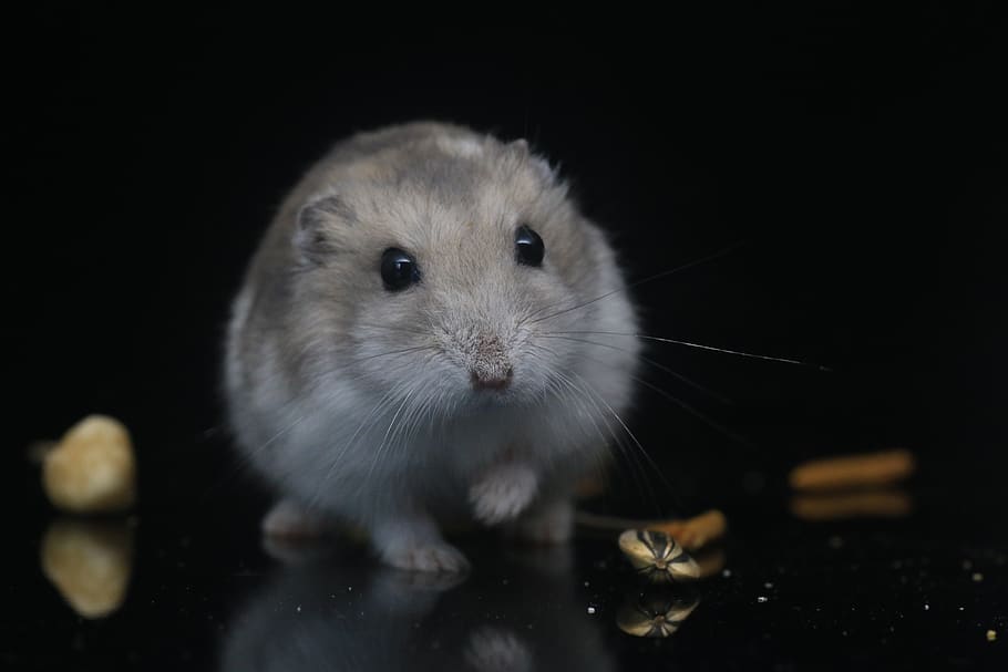 hamster, pets, small animals, one animal, animal themes, mammal HD wallpaper