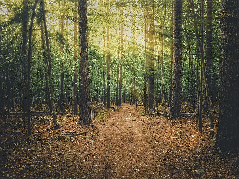tree, wood, park, forest, nature, landscape, outdoor, green HD wallpaper
