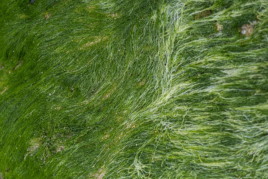 structure, green, algue, hairs, sea, seascape, green color HD wallpaper