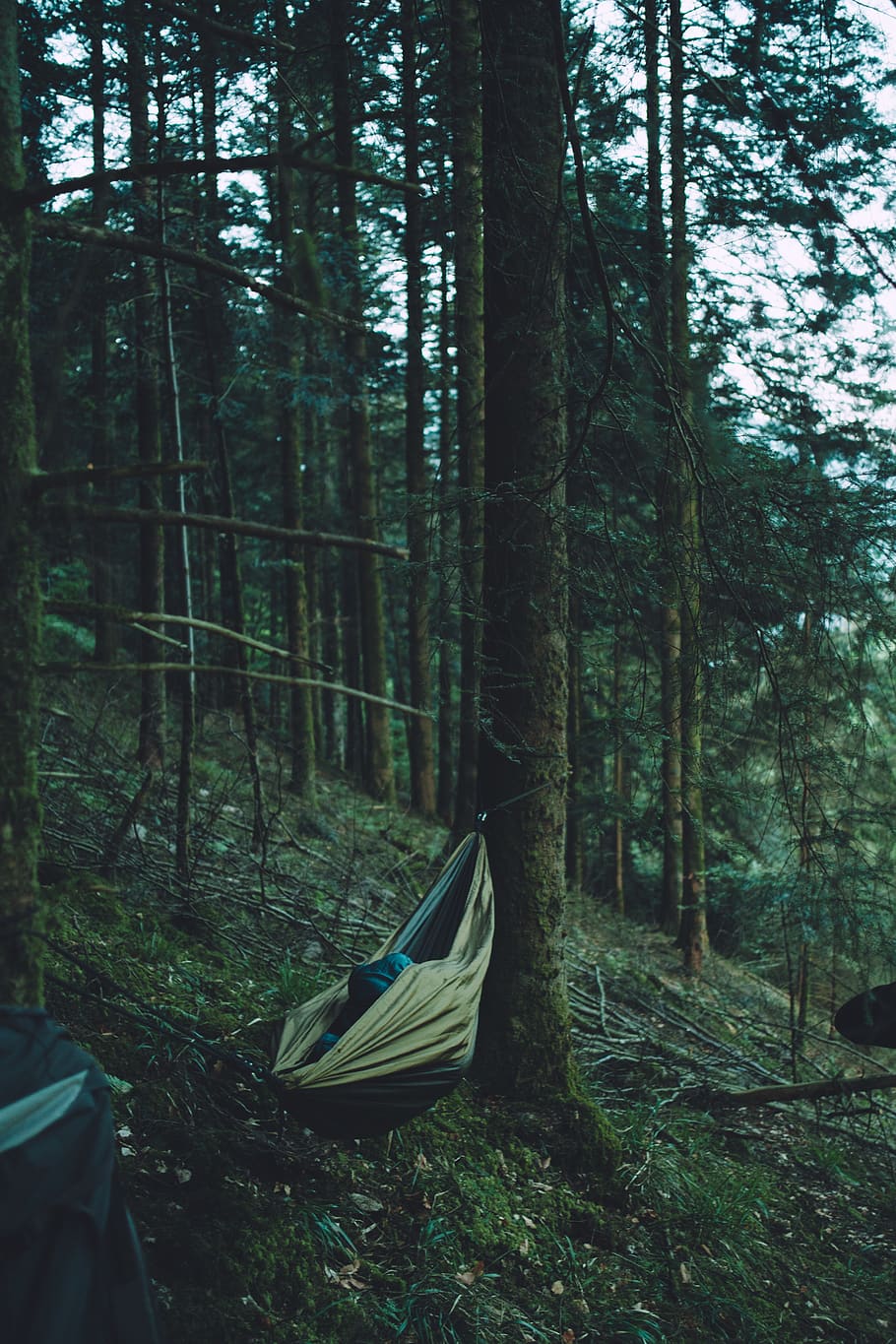 trees, camping, hiking, wanderlust, hammock, forest, land, plant HD wallpaper