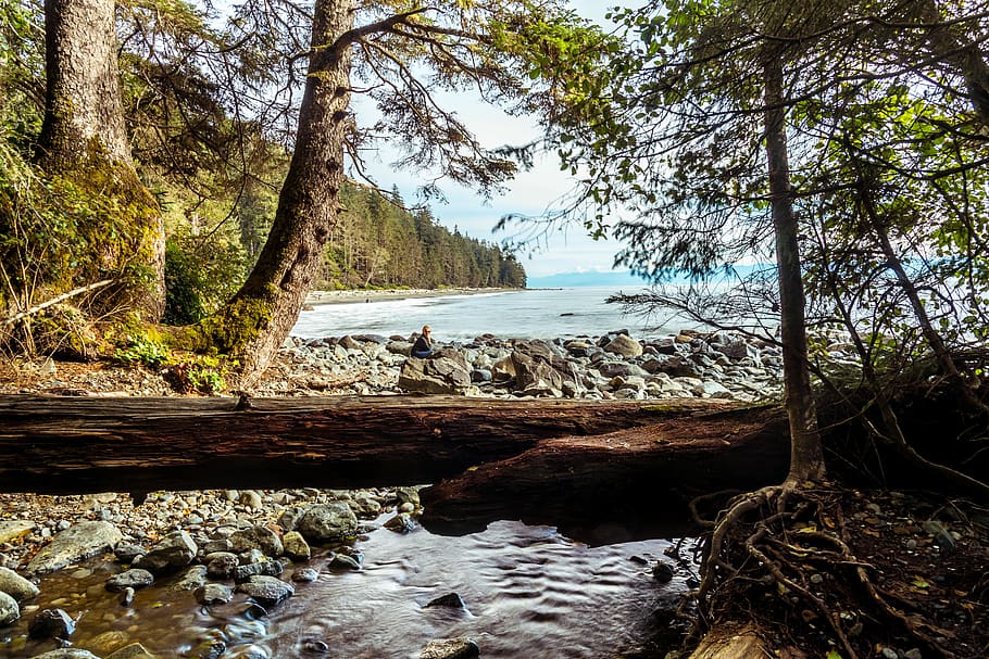 west coast, rocks, log, creek, forest, ocean, person, sitting, HD wallpaper