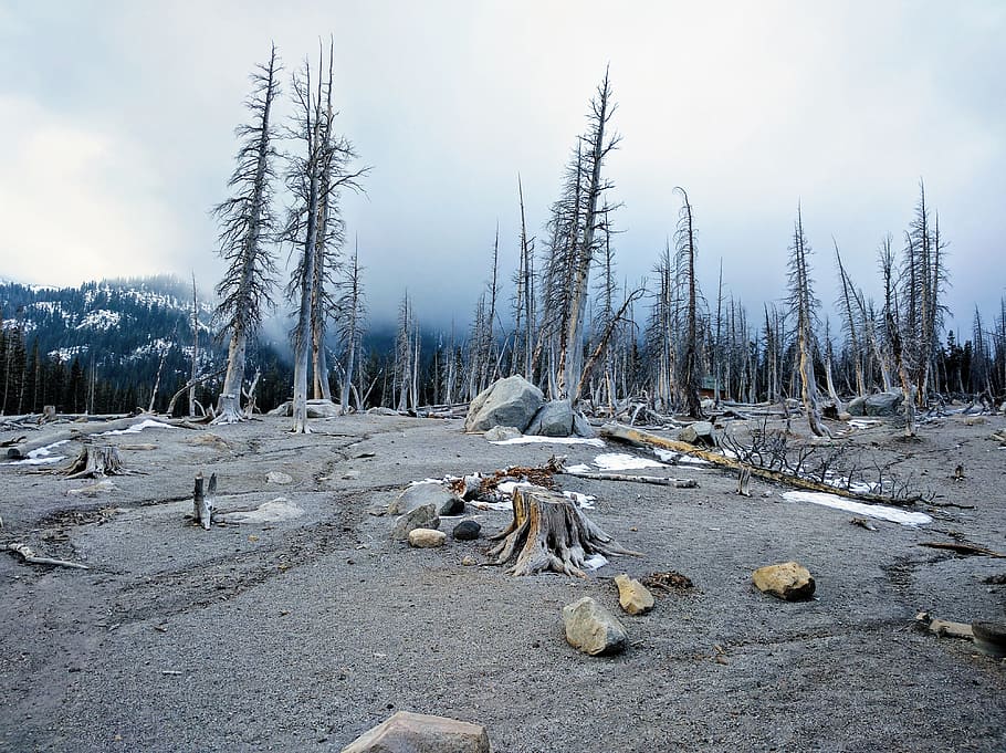 snow-capped trees, forest, dead, sand, rock, hiking, volcano HD wallpaper
