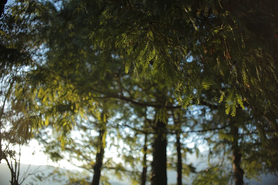 tall green trees, plant, fir, abies, conifer, sunlight, clothing HD wallpaper