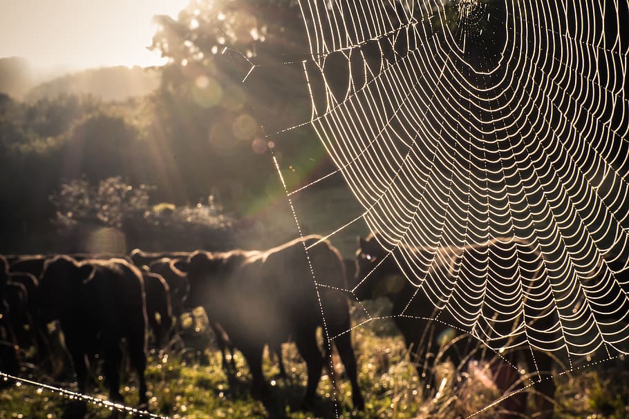 australia, byron bay, cows, spiderweb, farm, nature, spider web, HD wallpaper