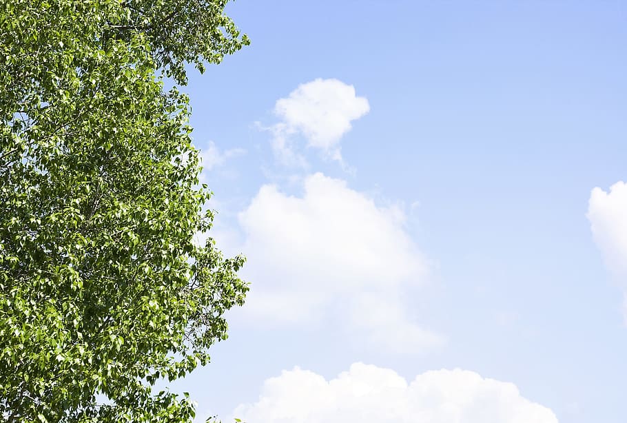 con2011, sky, scene, tree, leaves, cloud - sky, low angle view HD wallpaper