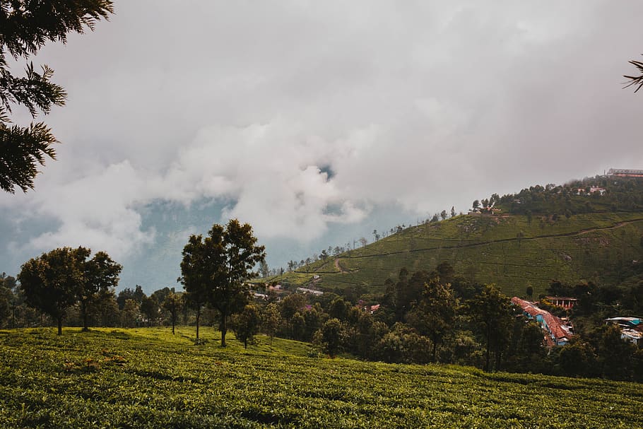 india, coonoor, tea garden, nature, landscape, hill-station