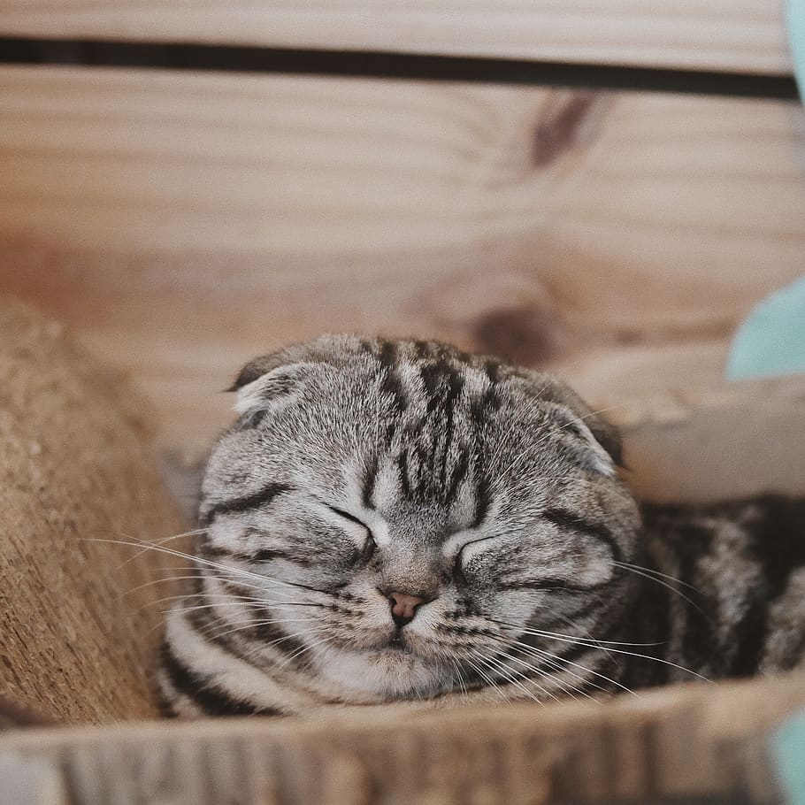 brown tabby cat, pets, domestic animals, animal themes, mammal HD wallpaper