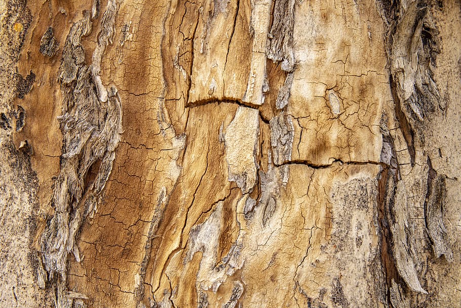 texture, tree, wood, nature, trunk, cracked, pattern, green, HD wallpaper
