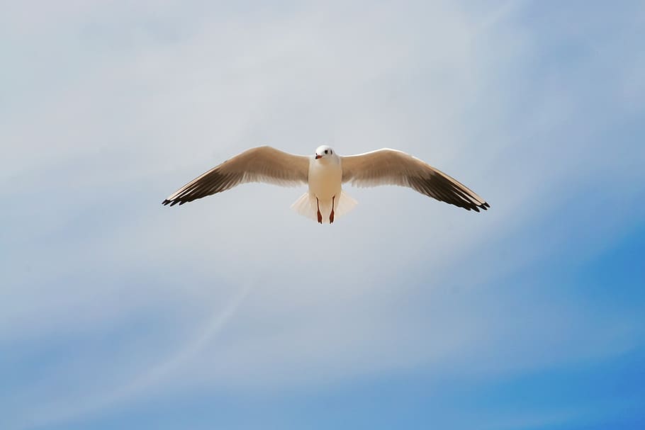 seagull, birds, flight, dom, flying, vertebrate, animal wildlife HD wallpaper