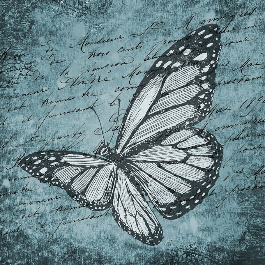 blue, background, wild, fly, butterfly, insect, animal, graphic HD wallpaper