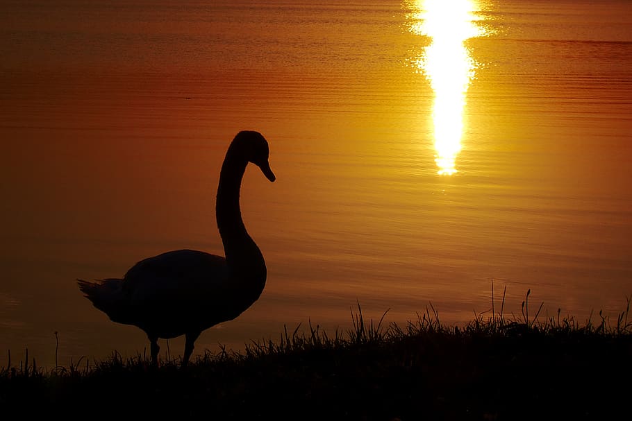 nature, sunset, dusk, atmospheric, water, water bird, swan HD wallpaper