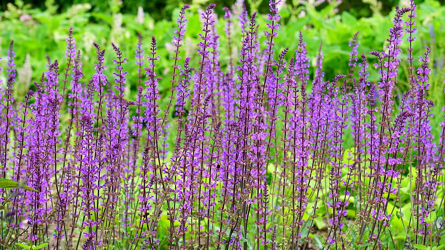 Purple Petaled Flowers Near Green Grass Bush, beautiful, bloom HD wallpaper