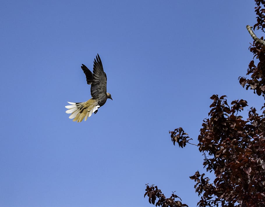 bird, animal, eagle, flying, hawk, accipiter, buzzard, vulture HD wallpaper