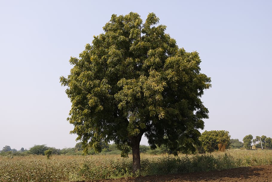 tree, rural, sky, single tree, plant, field, one person, land HD wallpaper