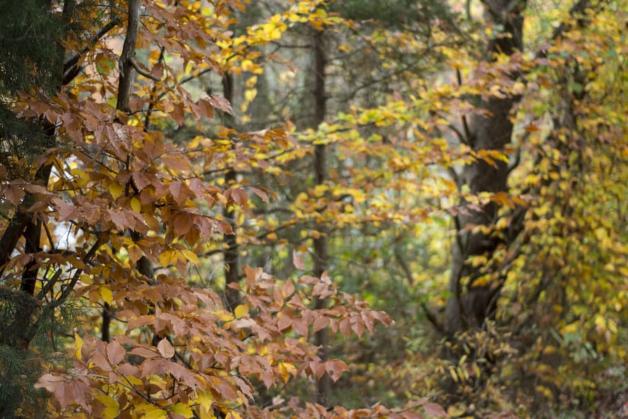 fall, autumn, forest, red, yellow, green, gray, brown, nature HD wallpaper