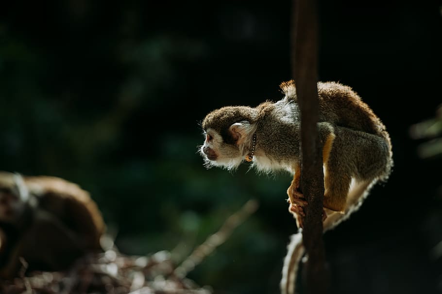 brown monkey standing on brown branch, zoo, wildlife, animal HD wallpaper