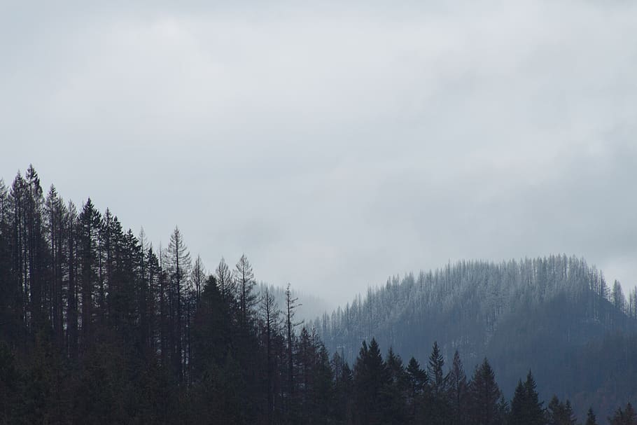 trees on mountains, plant, beauty in nature, tranquility, sky HD wallpaper