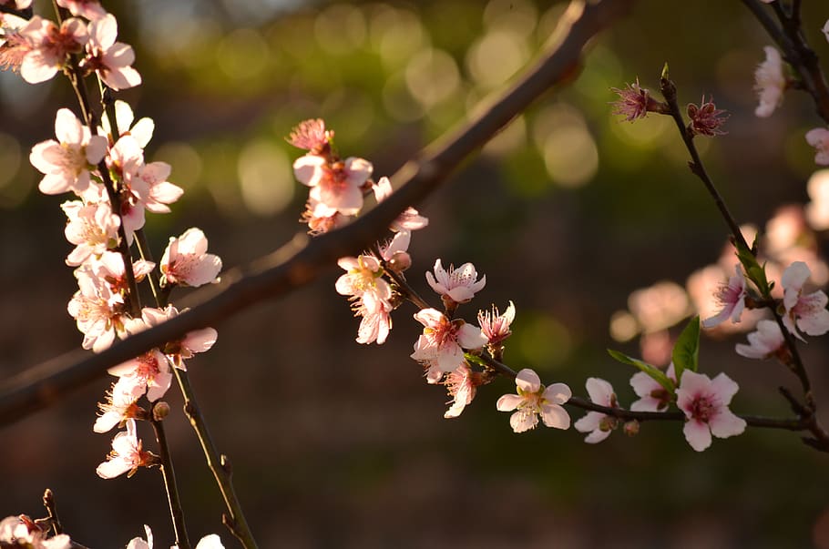 flower, peach tree, spring, flowering plant, fragility, beauty in nature HD wallpaper