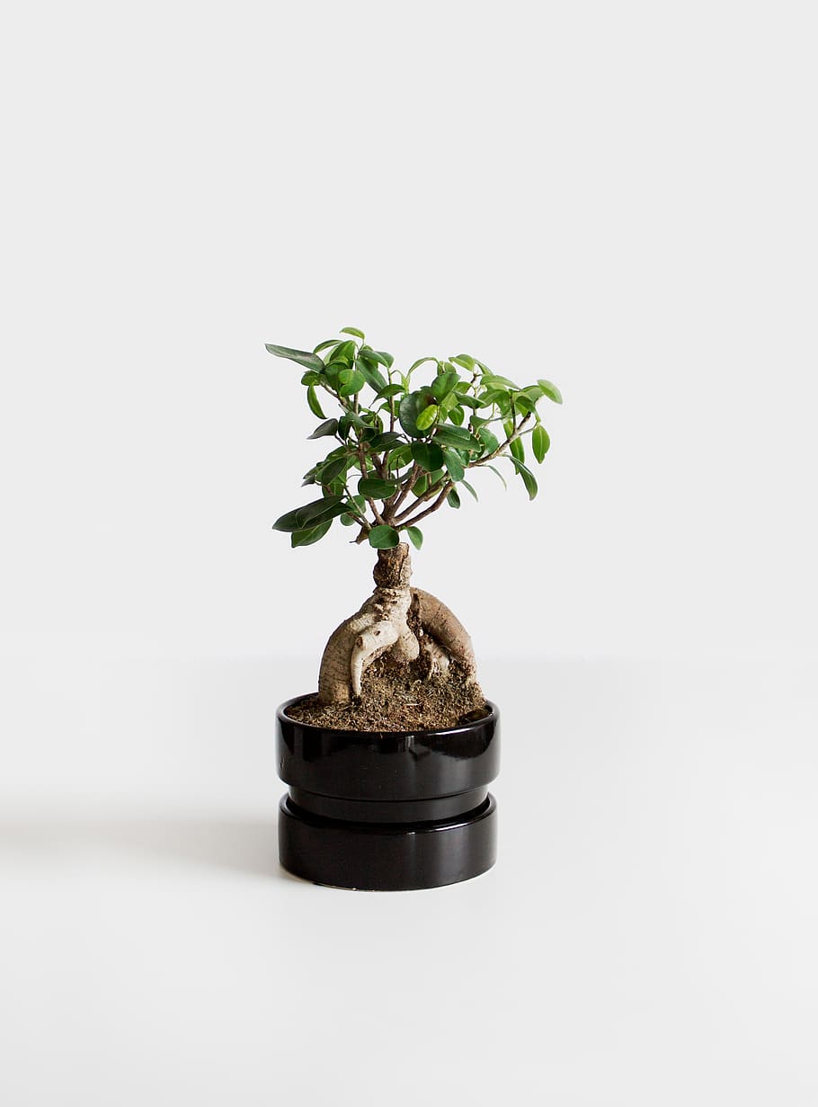 minimal, simple, object, white, leaf, green, bonsai, tree, plant HD wallpaper