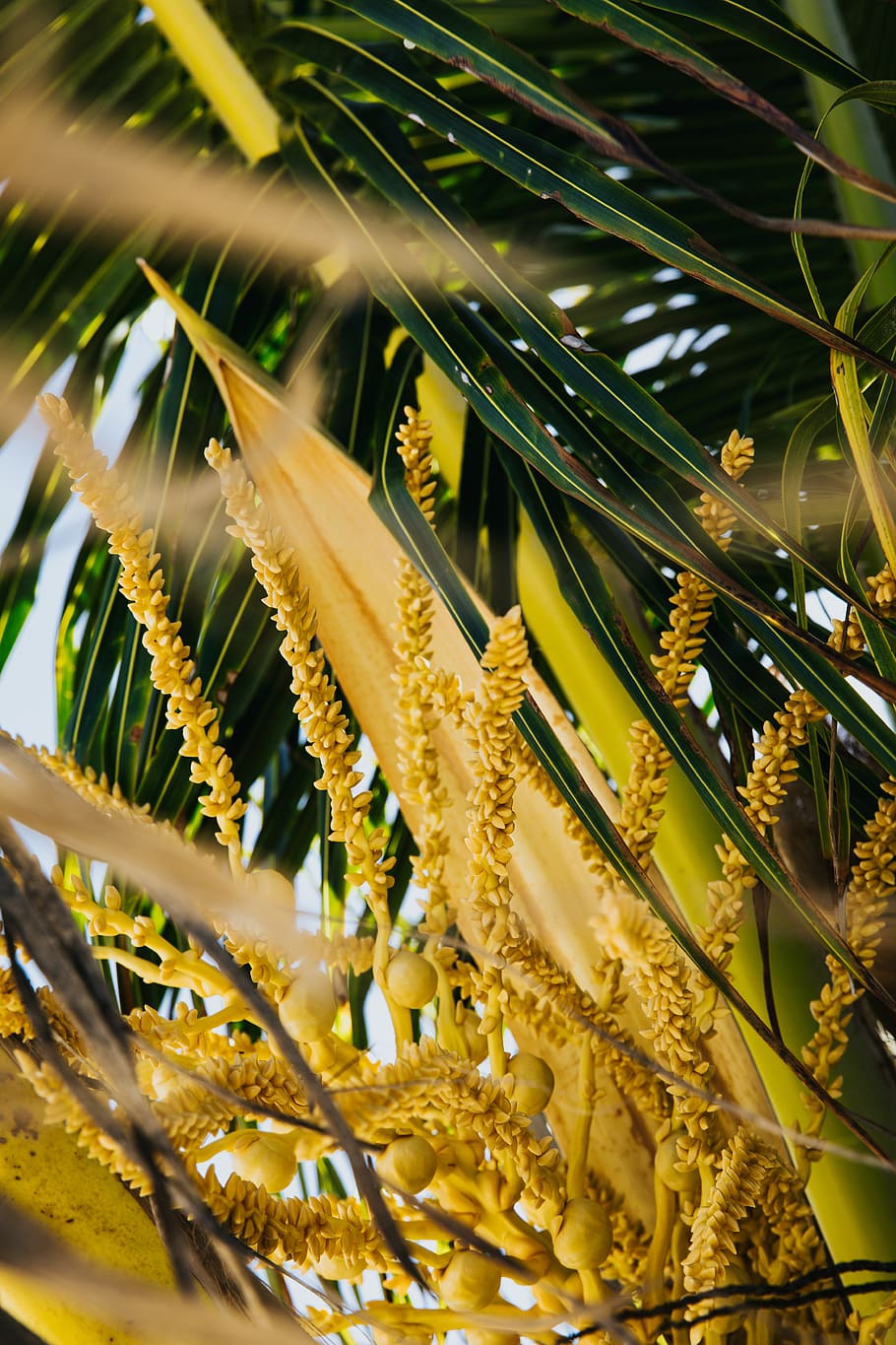 palm tree, plant, vegetation, flower, blossom, sunlight, flare HD wallpaper