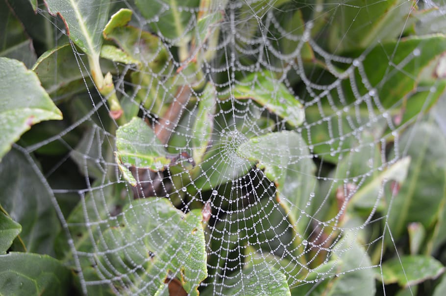 web, nature, cobweb, beaded, spider web, fragility, close-up HD wallpaper