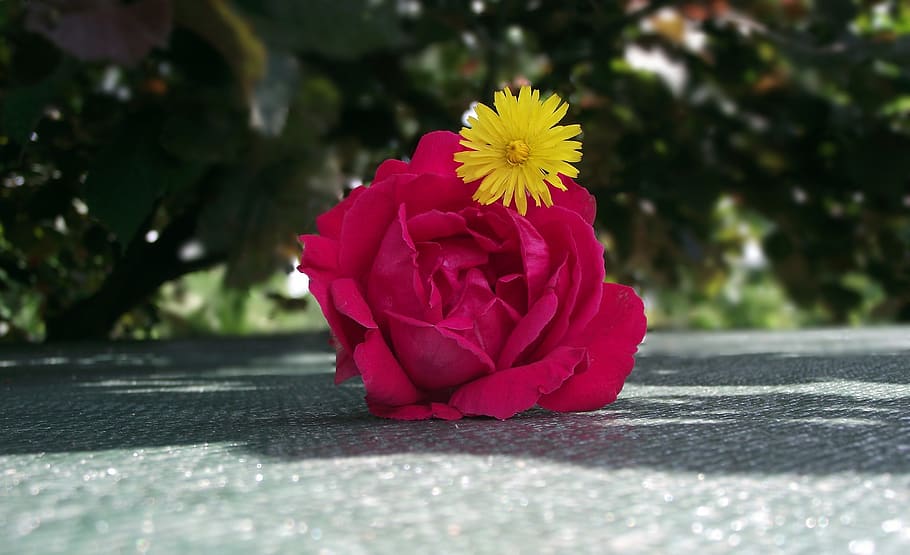 flower, rose, red, romantic, garden, summer, the petals, decoration HD wallpaper